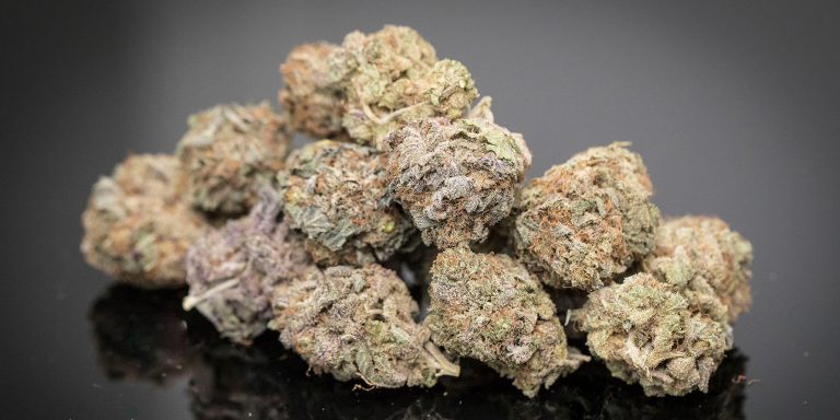 Gelato-41-Marijuana-Strain