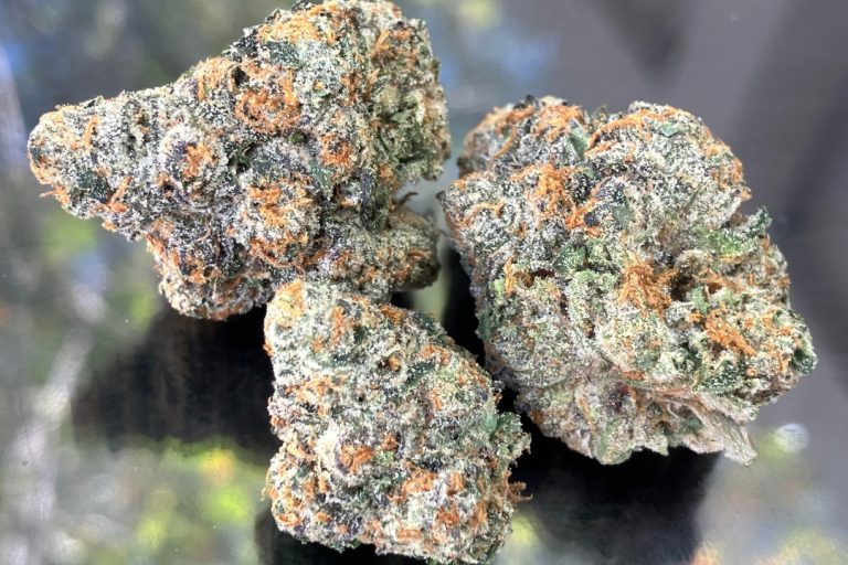 Gelato41_StrainReview_Torches_Feat