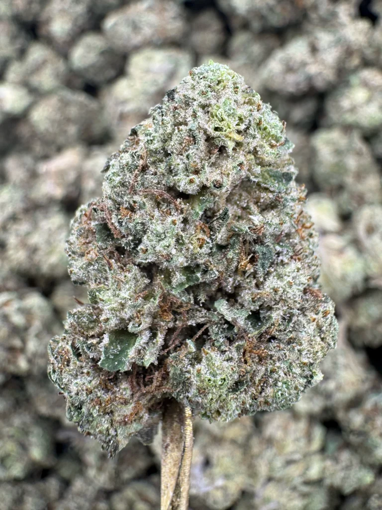 White Widow Strain