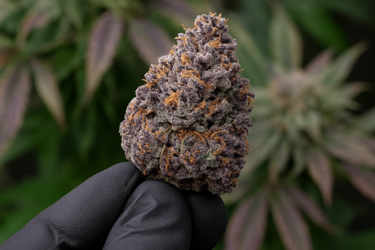 Grand-Purple-Daddy-Is-Loud-Legendary-and-Lights-Out-Good-—-Dont-Miss-It