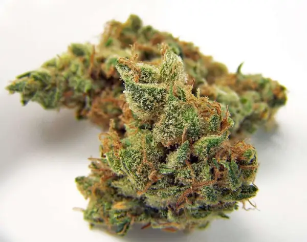 Northern-Lights-Cannabis-Strain