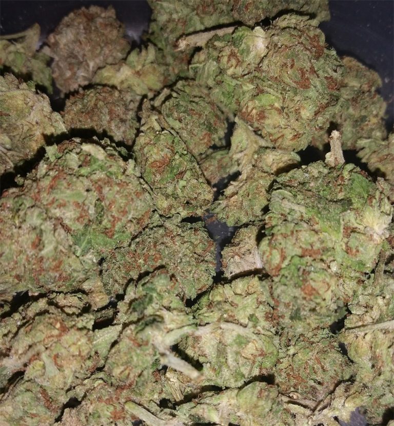blueberry-og__primary_0722
