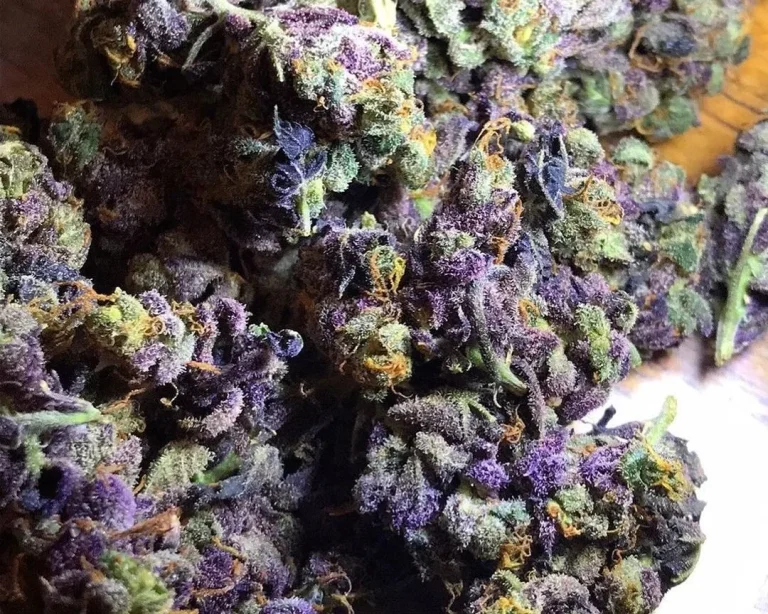 Grandaddy Purple Strain