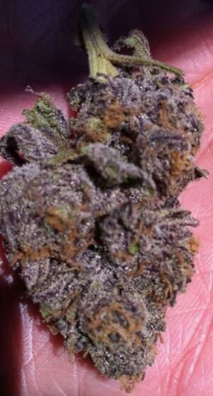 original-grand-daddy-purple-10-seeds