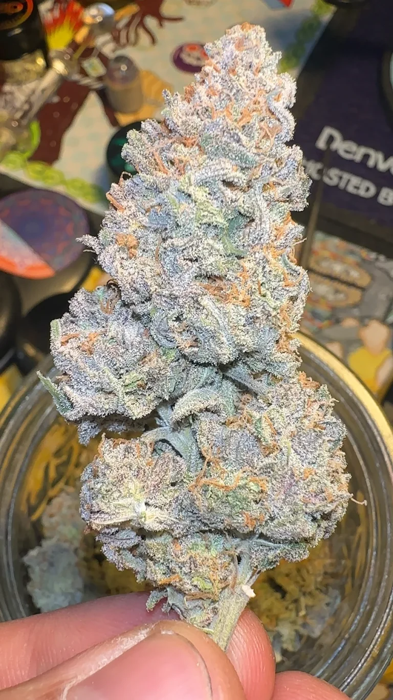White Widow Strain